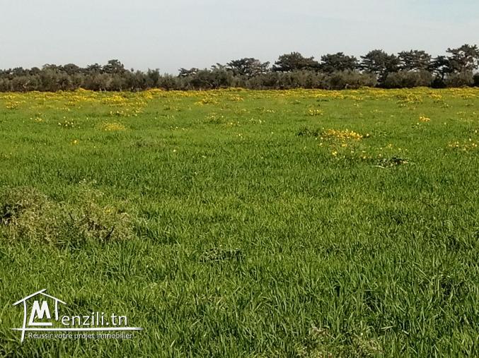 vendre un terrain de 19_hectares