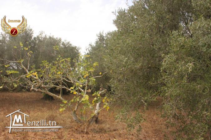 à vendre des terrains dans un nouveau lotissement à Dar Allouche