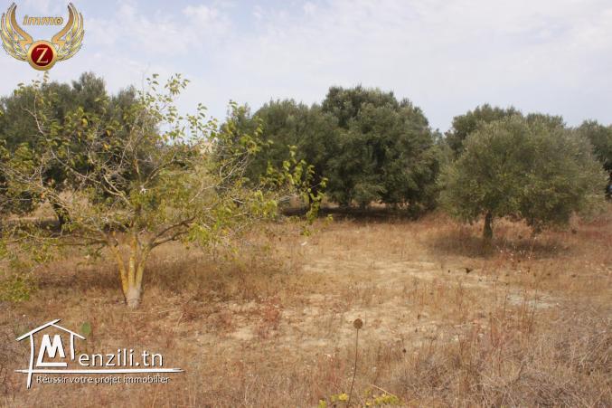 à vendre des terrains dans un nouveau lotissement à Dar Allouche