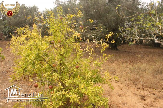 à vendre des terrains dans un nouveau lotissement à Dar Allouche