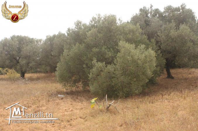 à vendre des terrains dans un nouveau lotissement à Dar Allouche