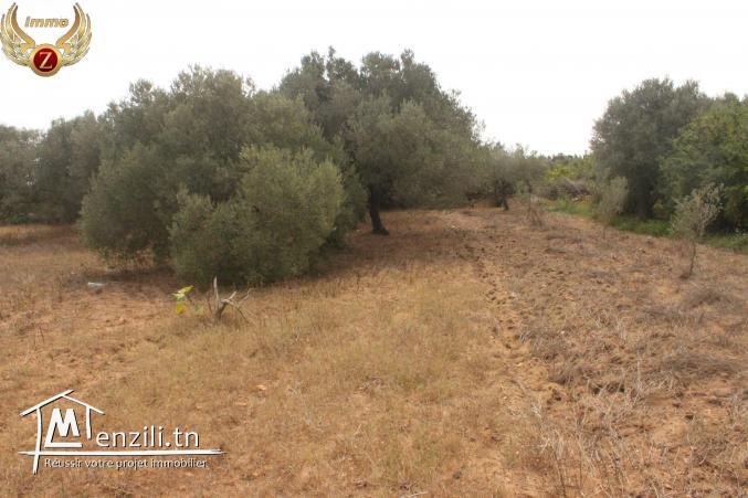 à vendre des terrains dans un nouveau lotissement à Dar Allouche