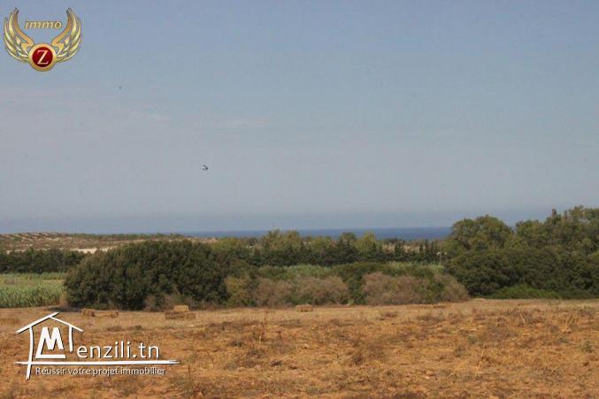 à vendre à El Haouaria 6 hectares