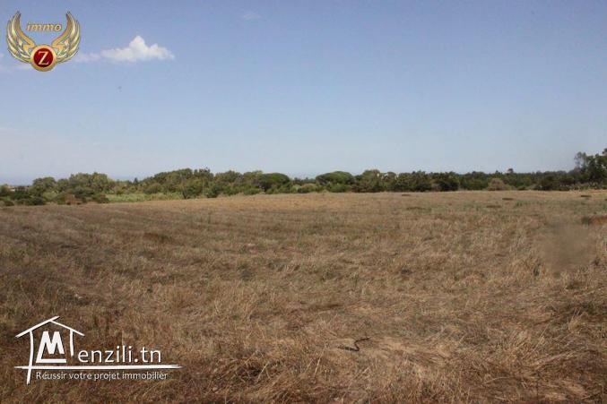 à vendre à El Haouaria 6 hectares