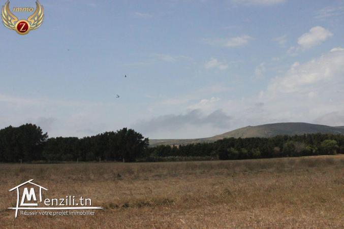 à vendre à El Haouaria 2 hectares