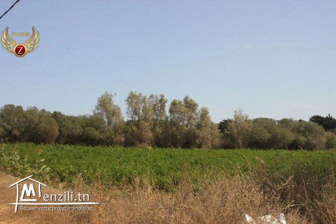 à vendre à El Haouaria 2 hectares