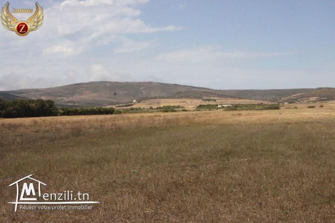 à vendre à El Haouaria 2 hectares