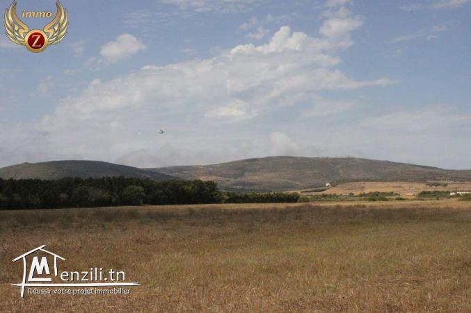 à vendre à El Haouaria 2 hectares