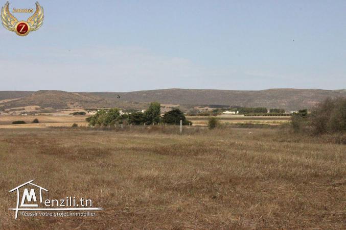 à vendre à El Haouaria 2 hectares