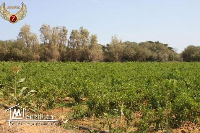 à vendre à El Haouaria 2 hectares