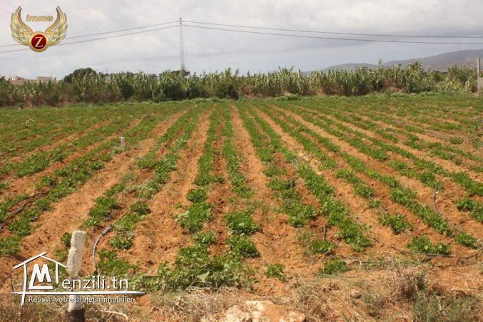 à vendre deux terrains de superficie 300/300 m² à Dar Allouch