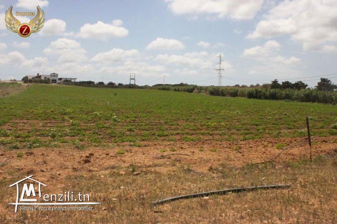 à vendre deux terrains de superficie 300/300 m² à Dar Allouch