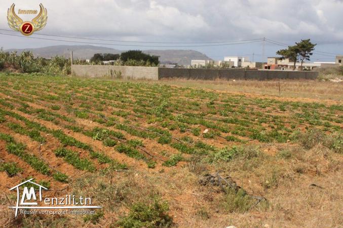 à vendre deux terrains de superficie 300/300 m² à Dar Allouch