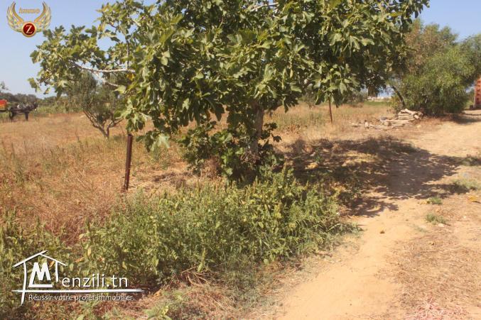 à vendre un terrain de superficie 250 m² à Kélibia