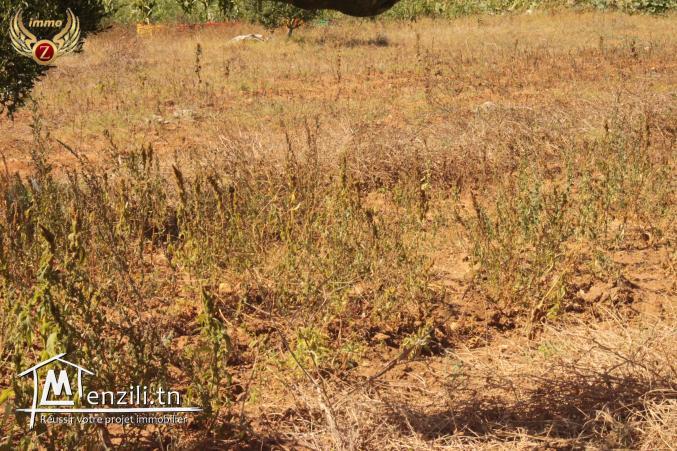 à vendre un terrain de superficie 250 m² à Kélibia