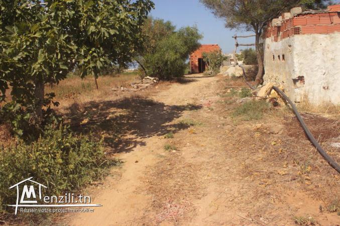 à vendre un terrain de superficie 250 m² à Kélibia