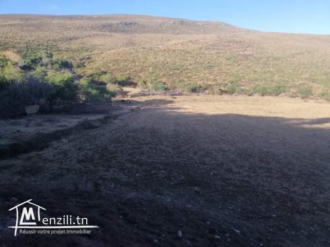 Terrain a el haouaria plage