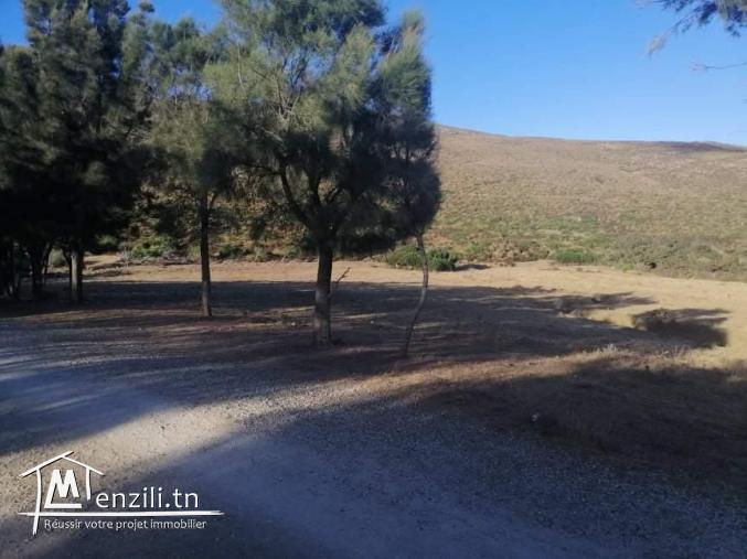 Terrain a el haouaria plage