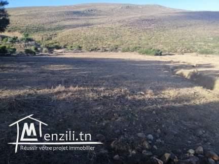 Terrain a el haouaria plage