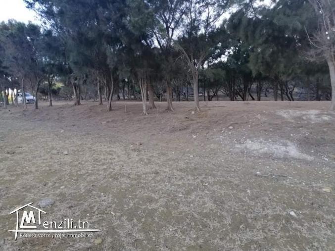 Terrain a el haouaria plage