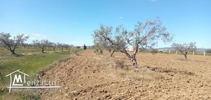 terrain d'un hec et 6000m