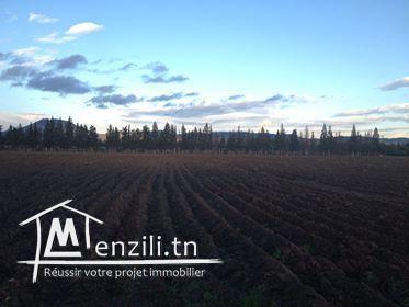 Mornag : Terrain à Vendre