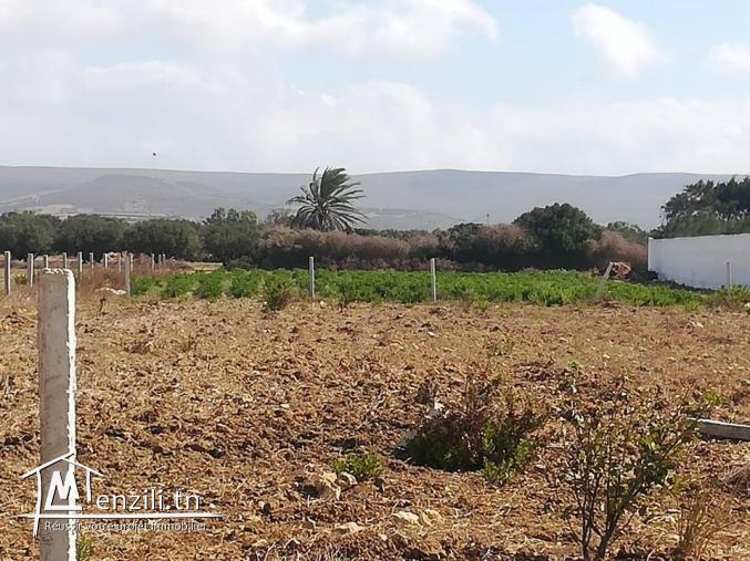 سانية فيها 5250 م مربع بالهواريه