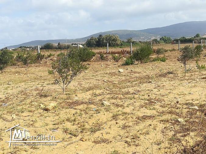 سانية فيها 5250 م مربع بالهواريه