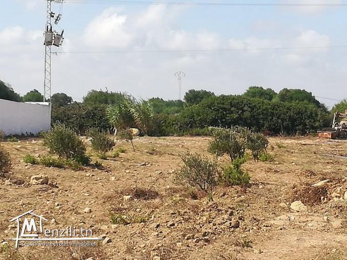 سانية فيها 5250 م مربع بالهواريه