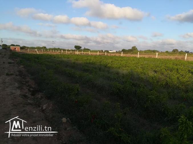 سانية فيها 5250 م مربع بالهواريه