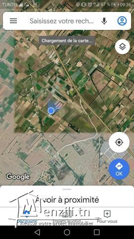 سانية فيها 5250 م مربع بالهواريه