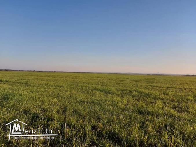 أرض للبيع في الهوارية المساحة 16   هكتار 