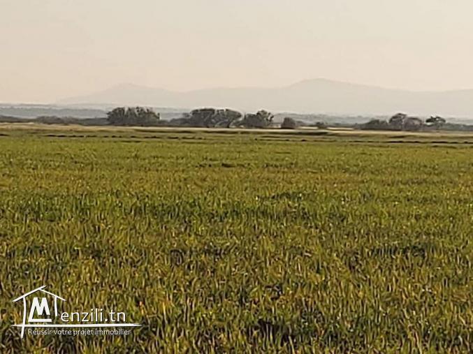 أرض للبيع في الهوارية المساحة 16   هكتار 