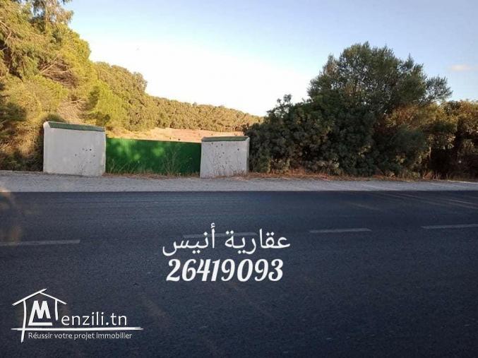 للبيع 4 اربع هكتارات و نصف في بو كريم