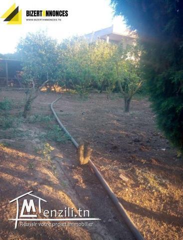 à vendre Firma à Al-Alaya