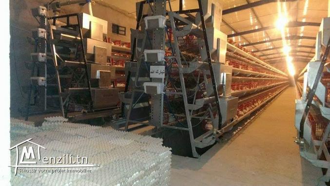 مدجنة بيض للبيع