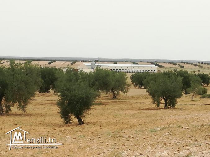 مدجنة بيض للبيع