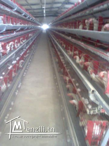 مدجنة بيض للبيع