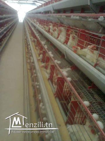 مدجنة بيض للبيع