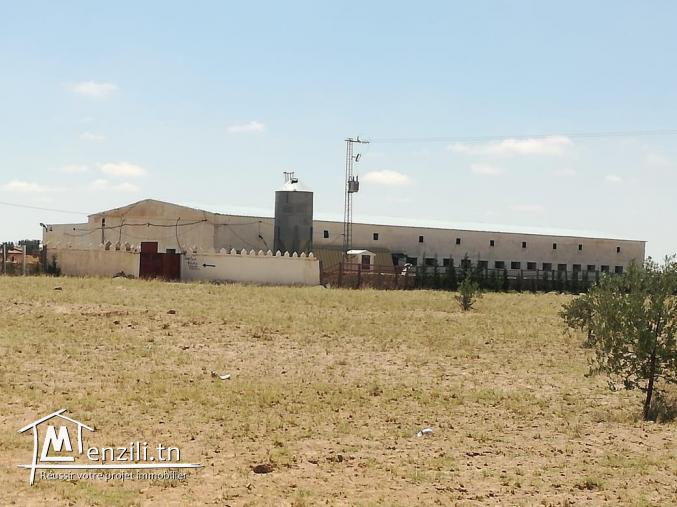 مدجنة بيض للبيع