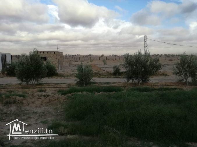 مدجنة بيض للبيع