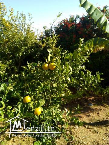 Belle villa plus hangar sur trois hectares arboré a béja