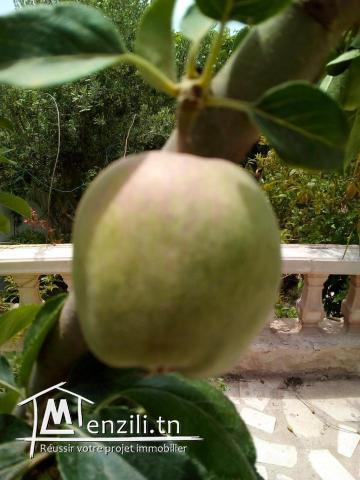 Belle villa plus hangar sur trois hectares arboré a béja