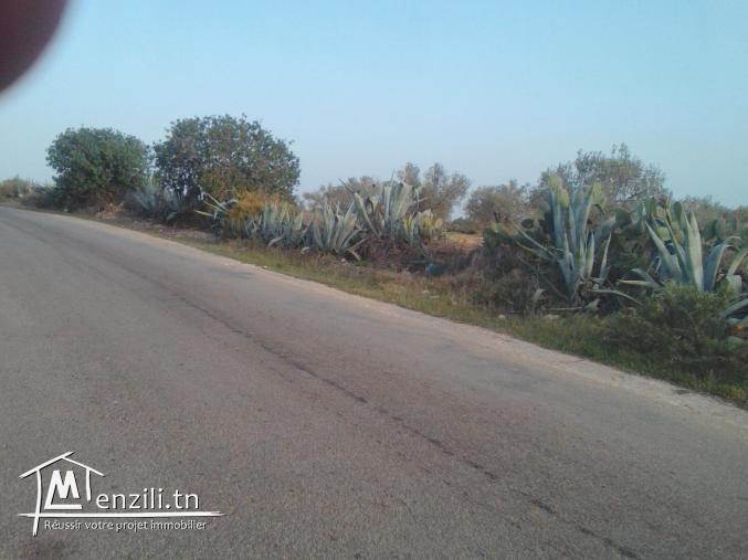 terrain agricole olives