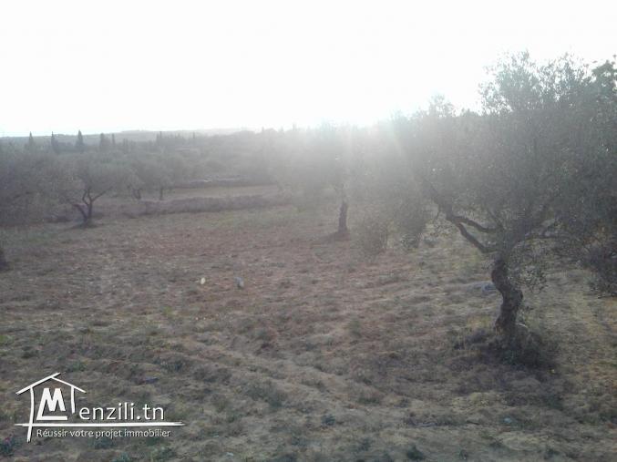 terrain agricole olives