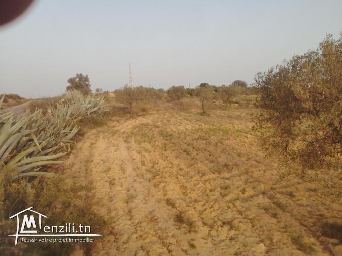 terrain agricole olives