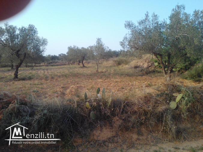 terrain agricole olives