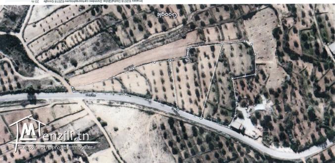 terrain agricole olives