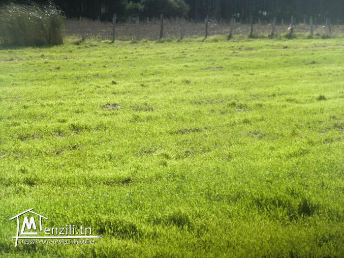 6900m² situé a dar allouch titre bleu