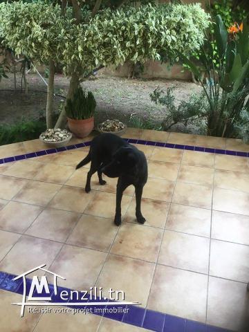 Villa de charme avec piscine dans les vergers de Soukra